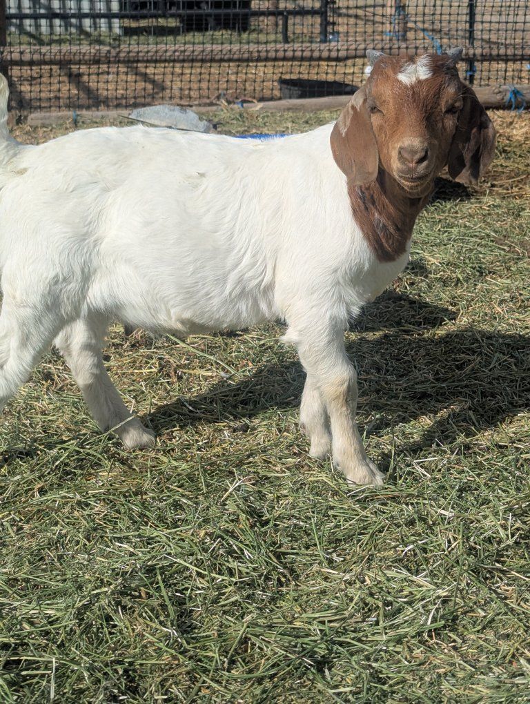 Purebred Dapple Doe + 2 Kids
4–5 yea