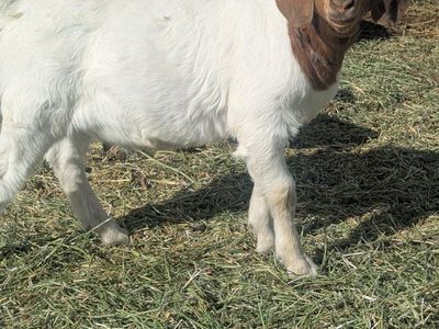 Purebred Dapple Doe + 2 Kids
4–5 yea