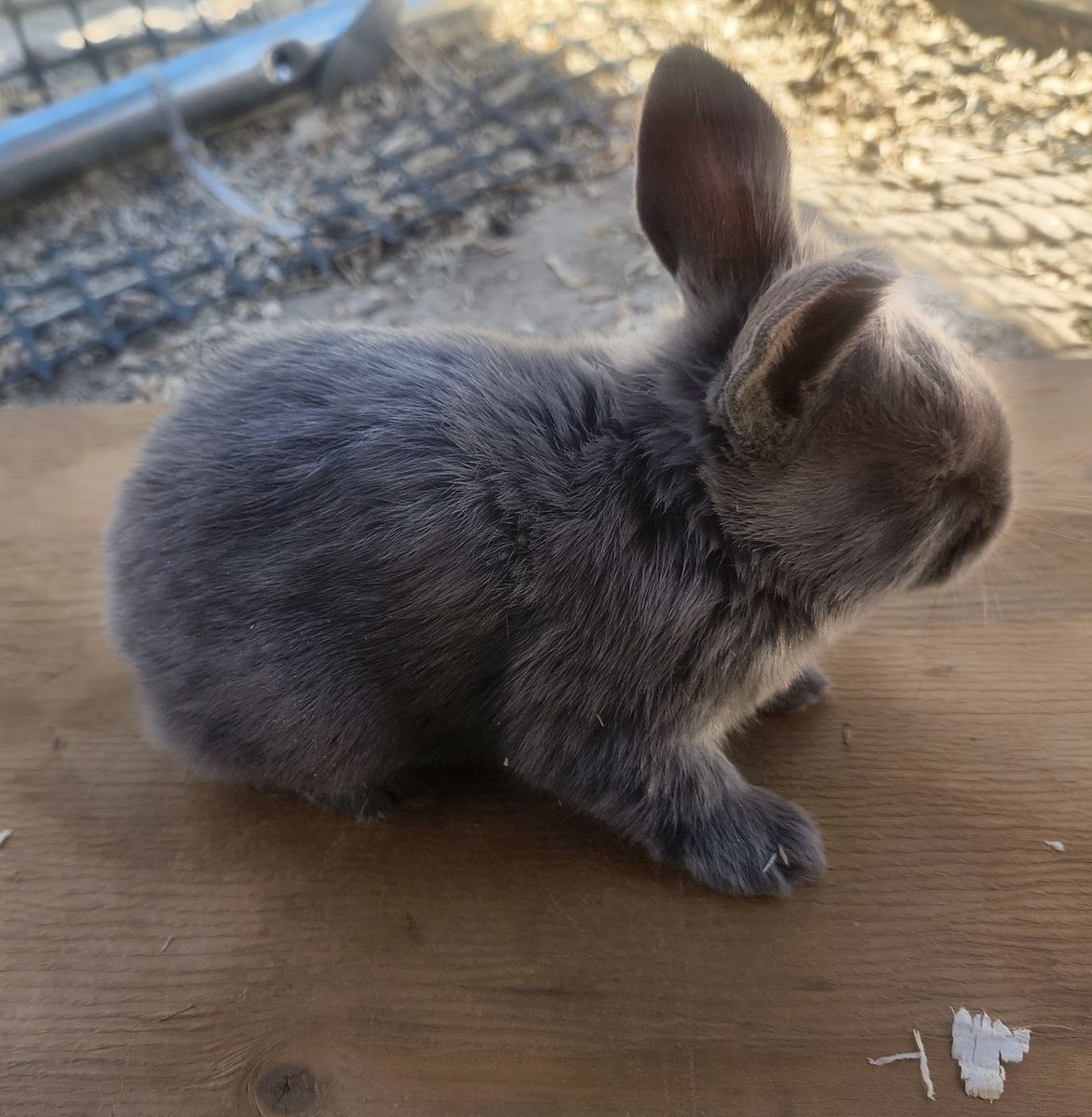Pedigreed New Zealand bunnies