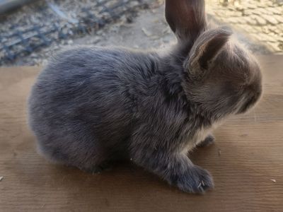 Pedigreed New Zealand bunnies