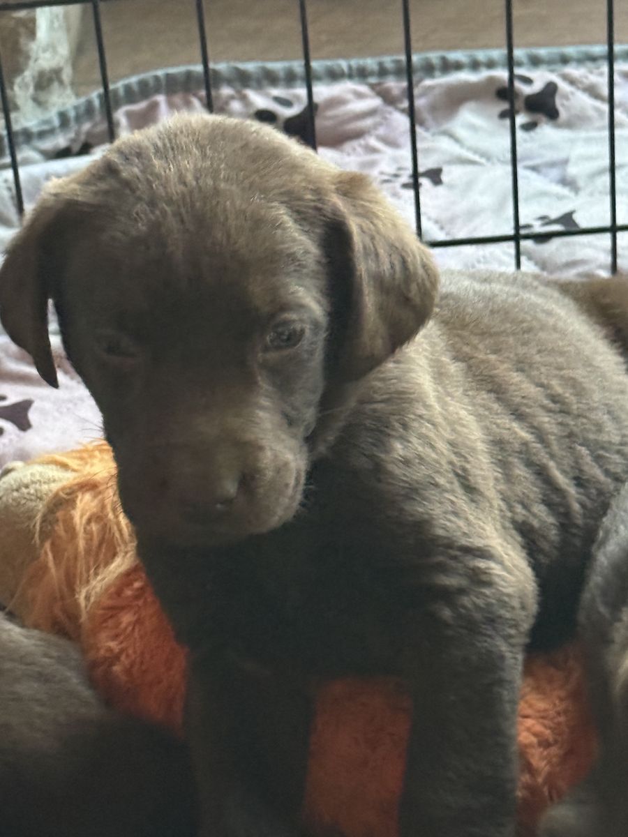 AKC Chocolate Labrador puppies for sale