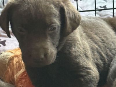 AKC Chocolate Labrador puppies for sale