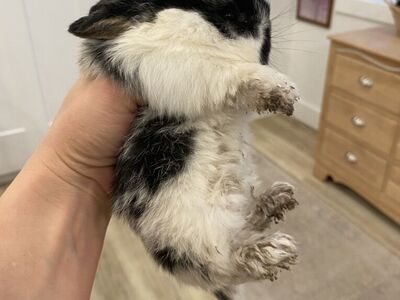 Holland Lop Baby Buck