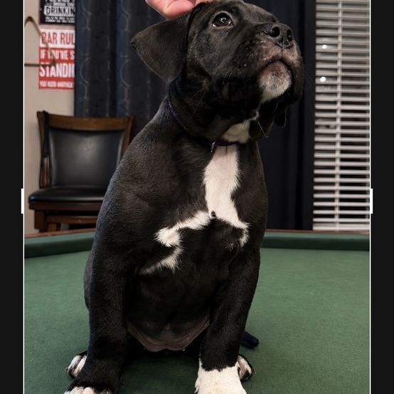 Bully puppies !!!