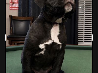 Bully puppies !!!