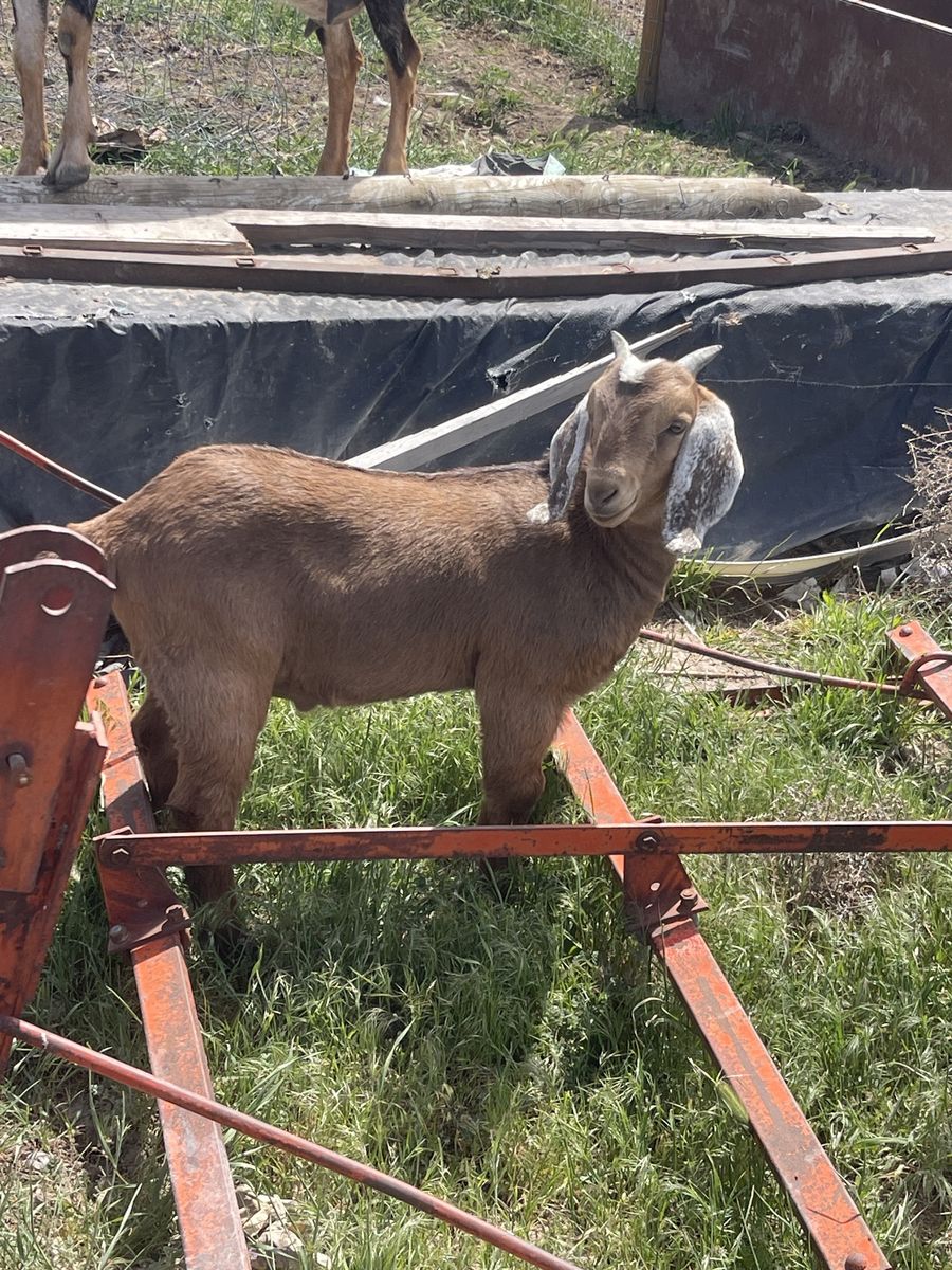 Male boar goats
