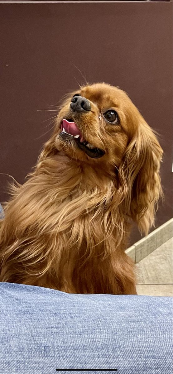 King Charles Cavalier Spaniel Stud