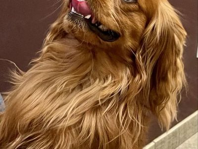 King Charles Cavalier Spaniel Stud