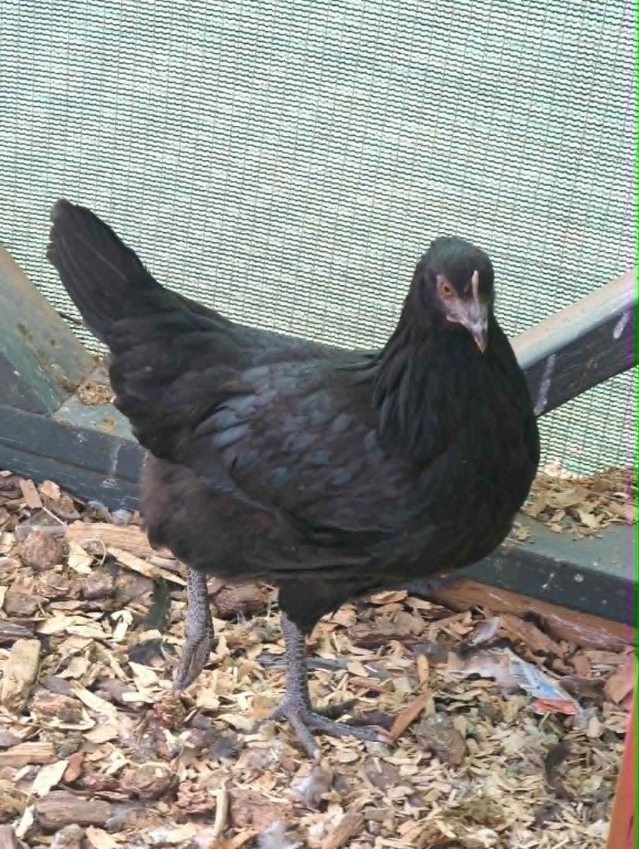 Coop Ready Pullets