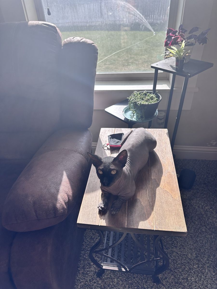 Bambino sphinx
