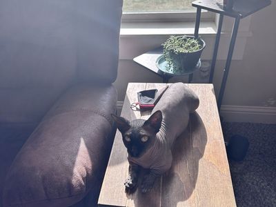 Bambino sphinx