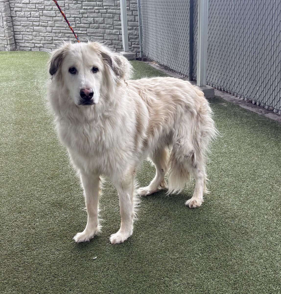 A164965 Walter is Available for Adoption!