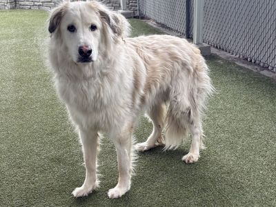 A164965 Walter is Available for Adoption!