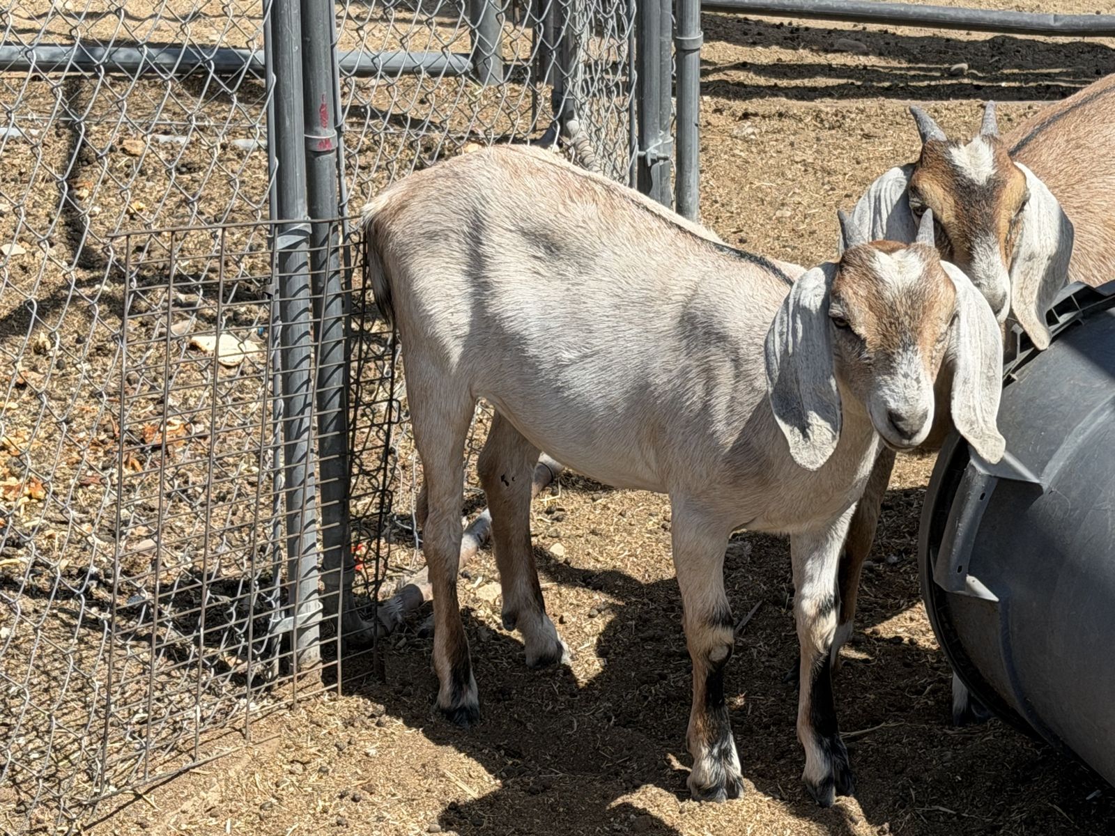 Nigerian Goats - Various Ages & Colors, Healthy, Great for Pets/Breeding