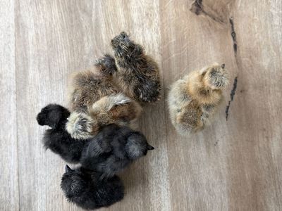 mille Silkie Chicks