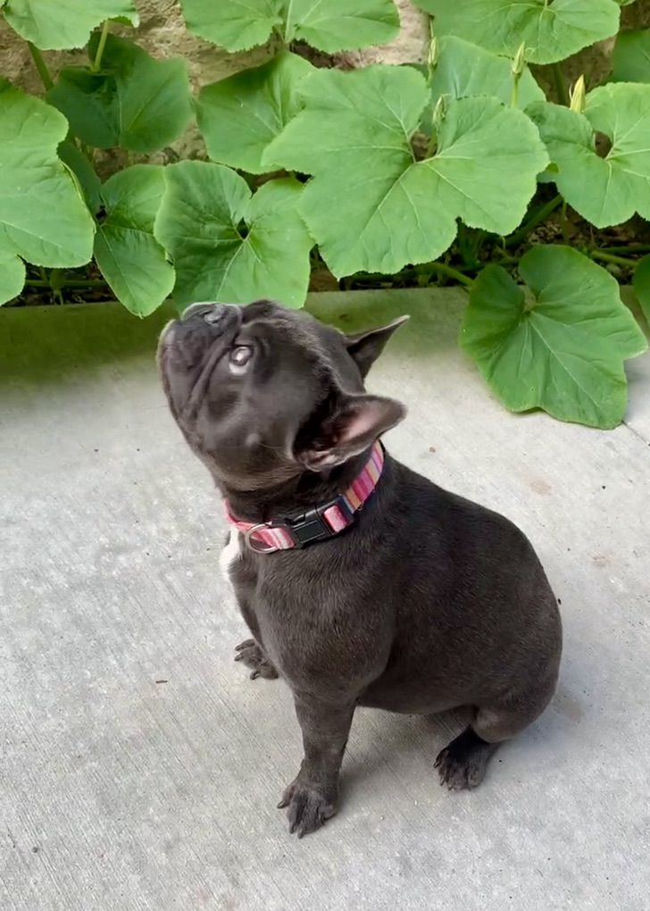 Frenchie French Bulldog