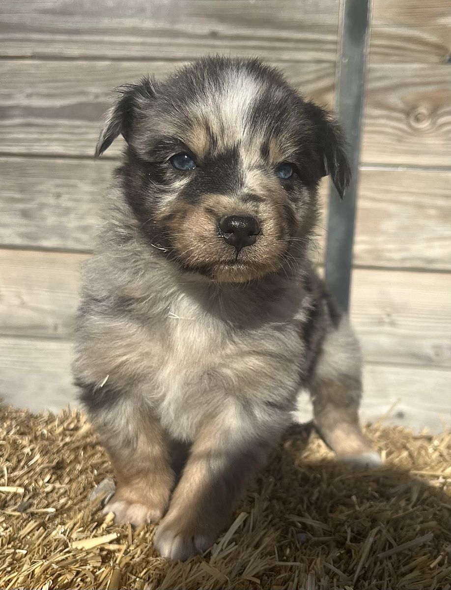 Adorable Aussie Puppies - Blue Merle only 1 more
