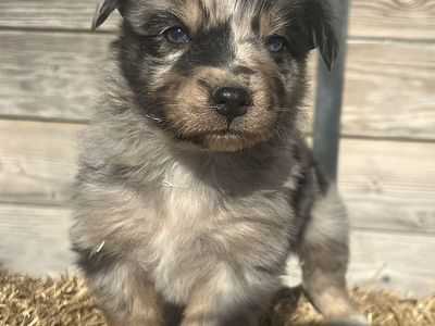 Adorable Aussie Puppies - Blue Merle only 1 more