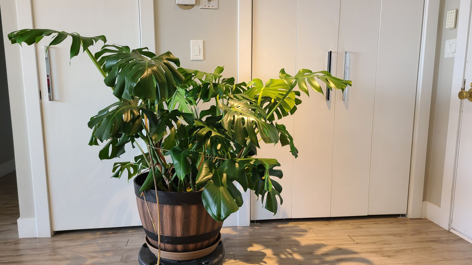 Beautiful Monstera
