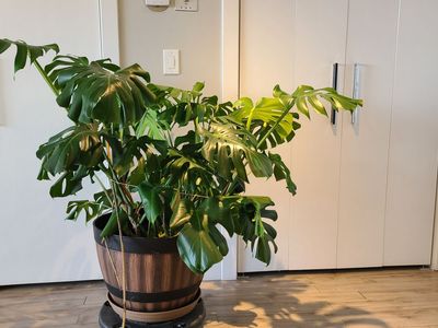 Beautiful Monstera