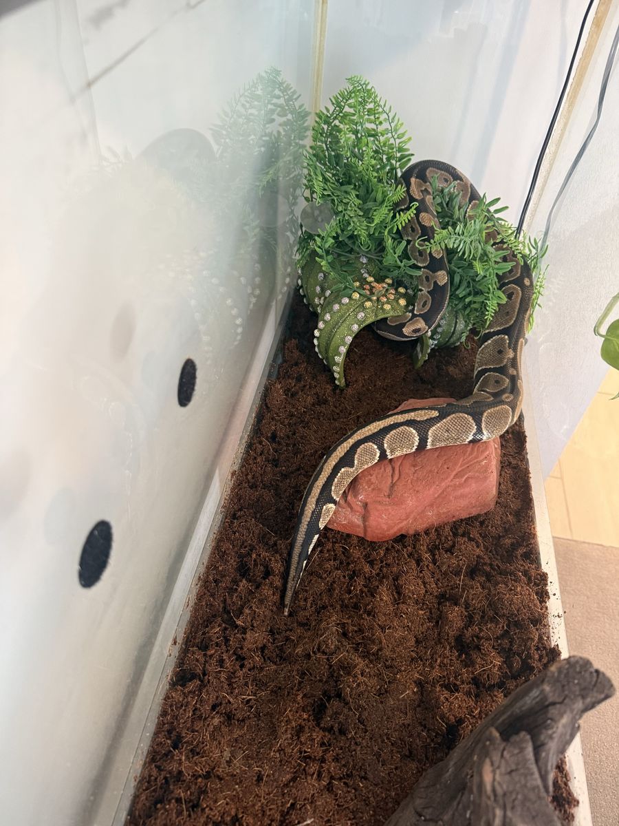 Ball Python with Large Glass Enclosure Tank and Setup