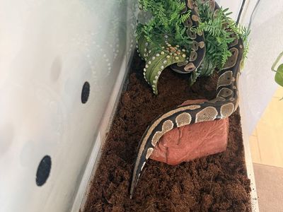 Ball Python with Large Glass Enclosure Tank and Setup