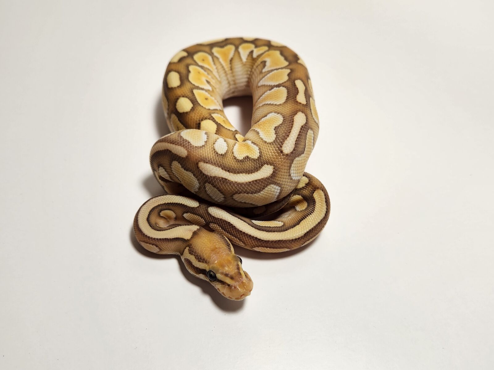 Female CORAL GLOW LESSER