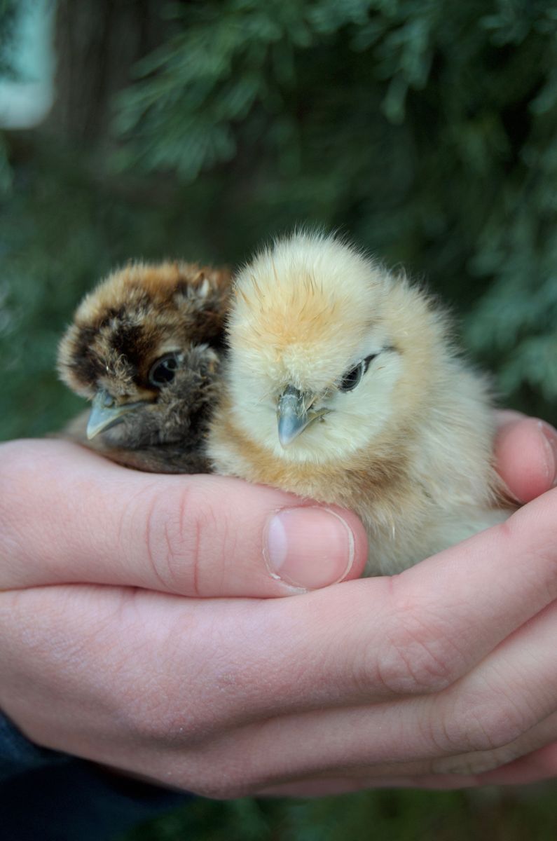 Purebred Silkie Chicks
