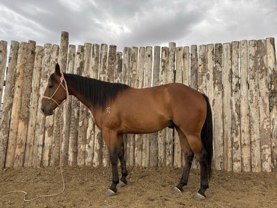 I Have No Brakes or Sarge Barrel Horse