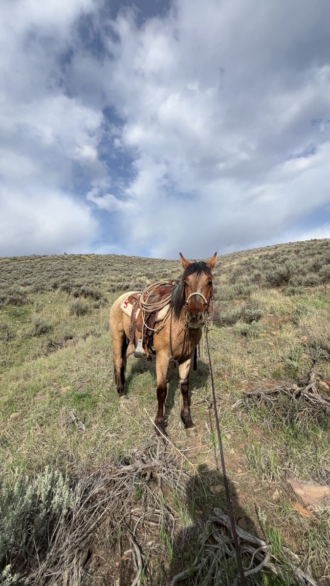 two Year-Old Half Draft