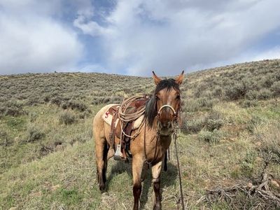 two Year-Old Half Draft