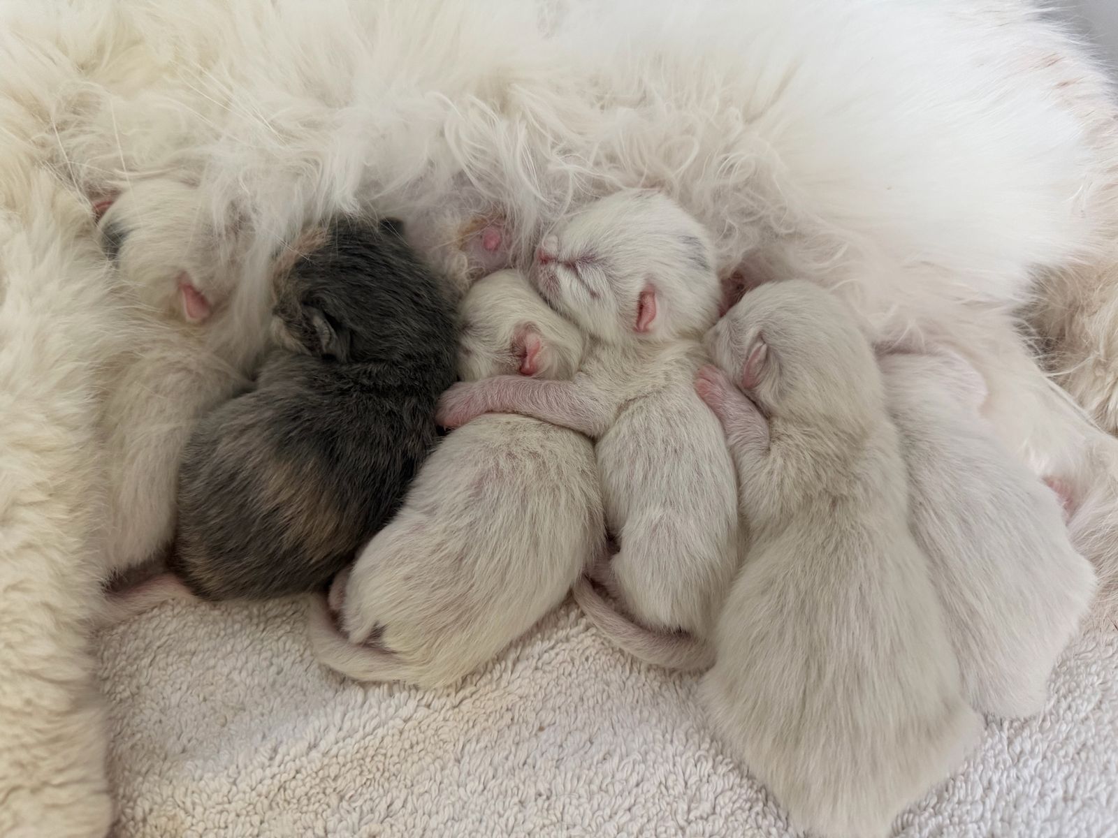 Long Hair Persian Mix Kittens
