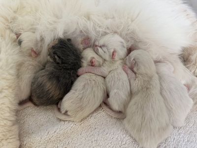 Long Hair Persian Mix Kittens