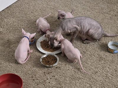 Sphynx kitten