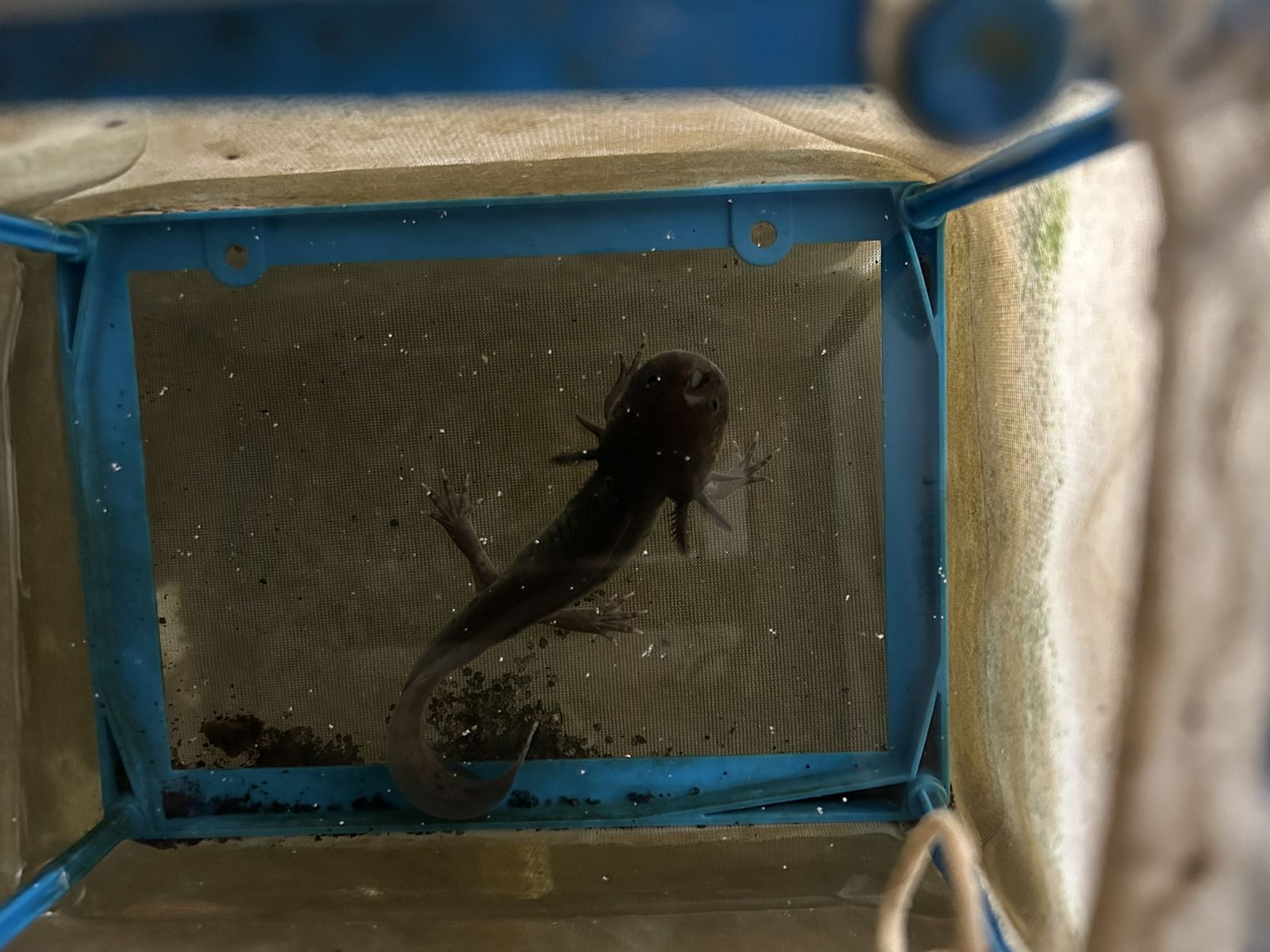 Black Melanoid Axolotl