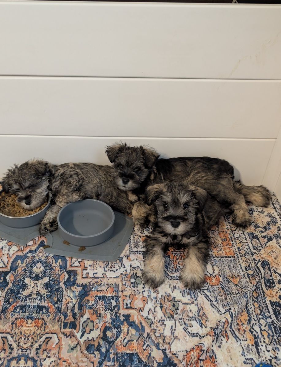 AKC Miniature Schnauzer Puppies 1250.00