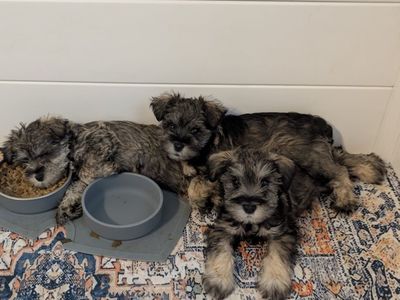 AKC Miniature Schnauzer Puppies 1250.00