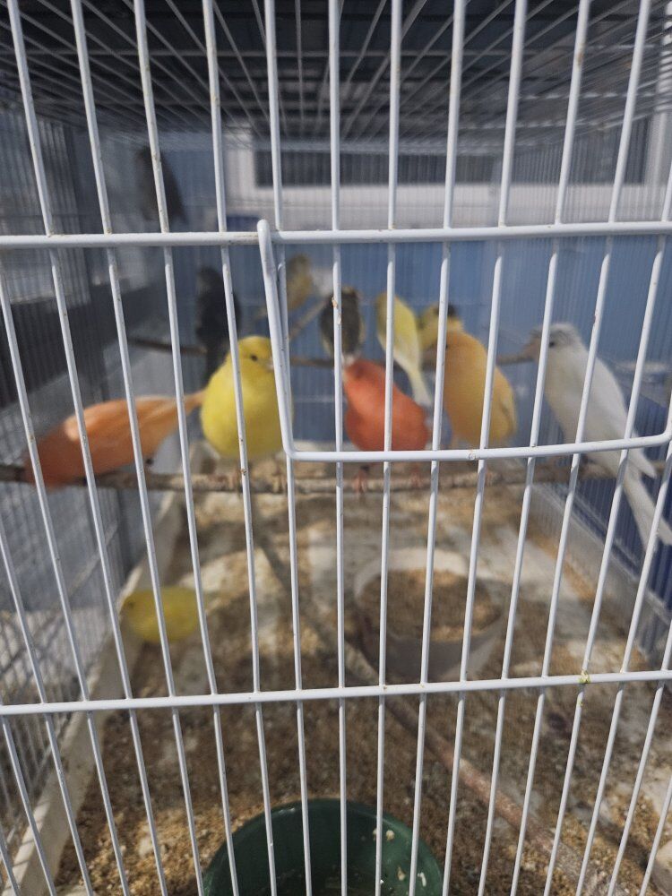 Lots of bird cages, Brand new!