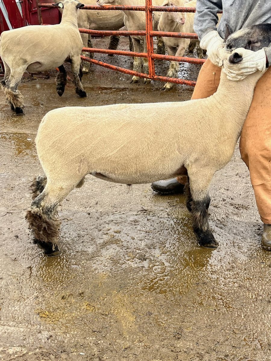 Yearling Hampshire Club Ram