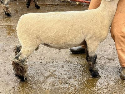 Yearling Hampshire Club Ram