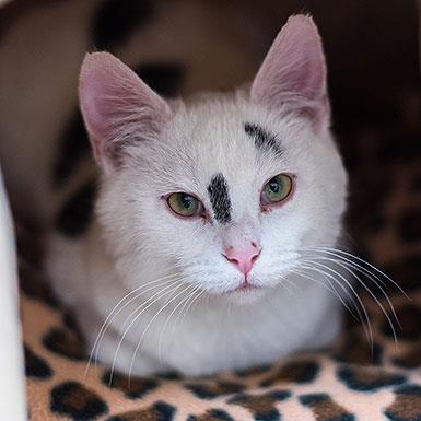 Hello my name is Campbell