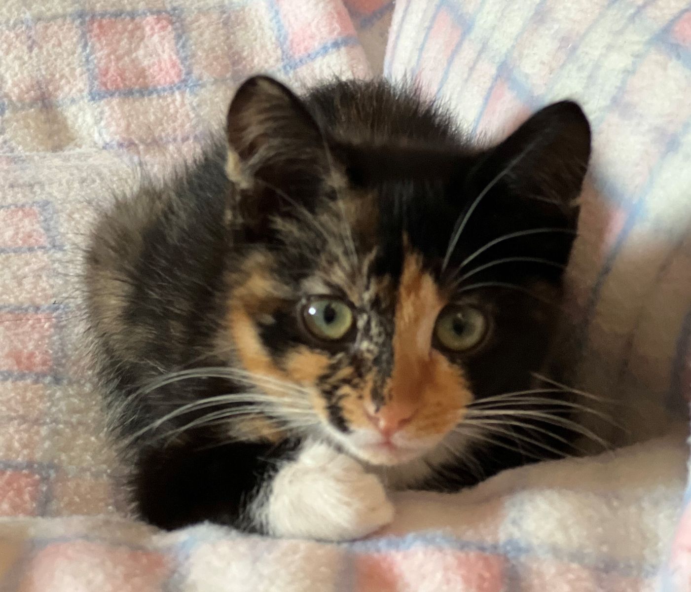 A164593 Frida is Available for Adoption!