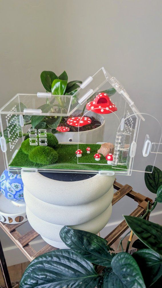 Jumping spider enclosure, spider terrarium, spider house. No spider
