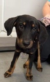 A163831 Flint, Available for Adoption