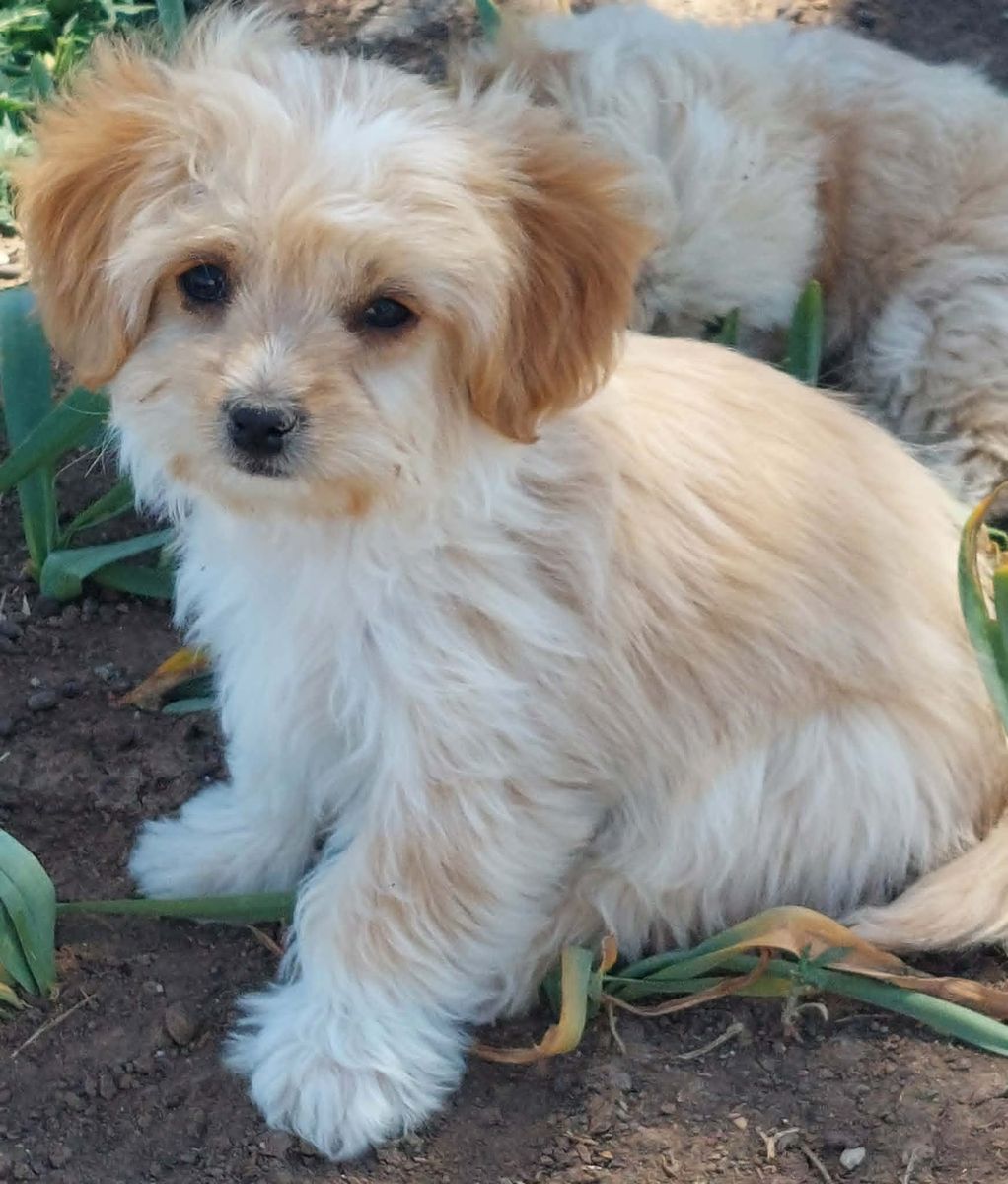 Malshipoo