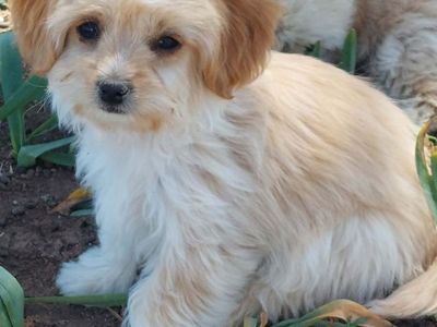 Malshipoo