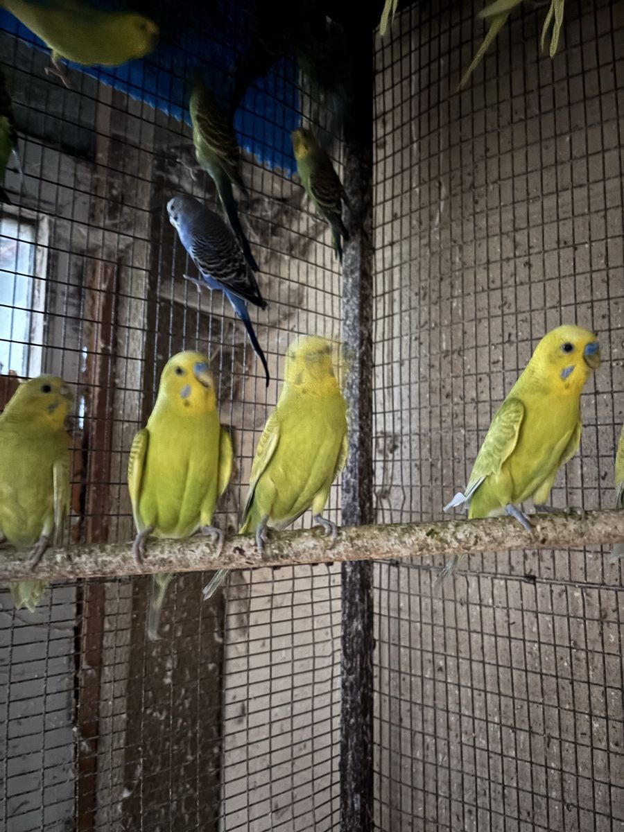 Parakeets