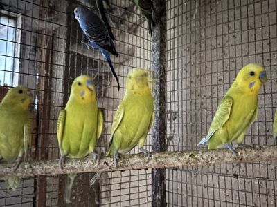 Parakeets