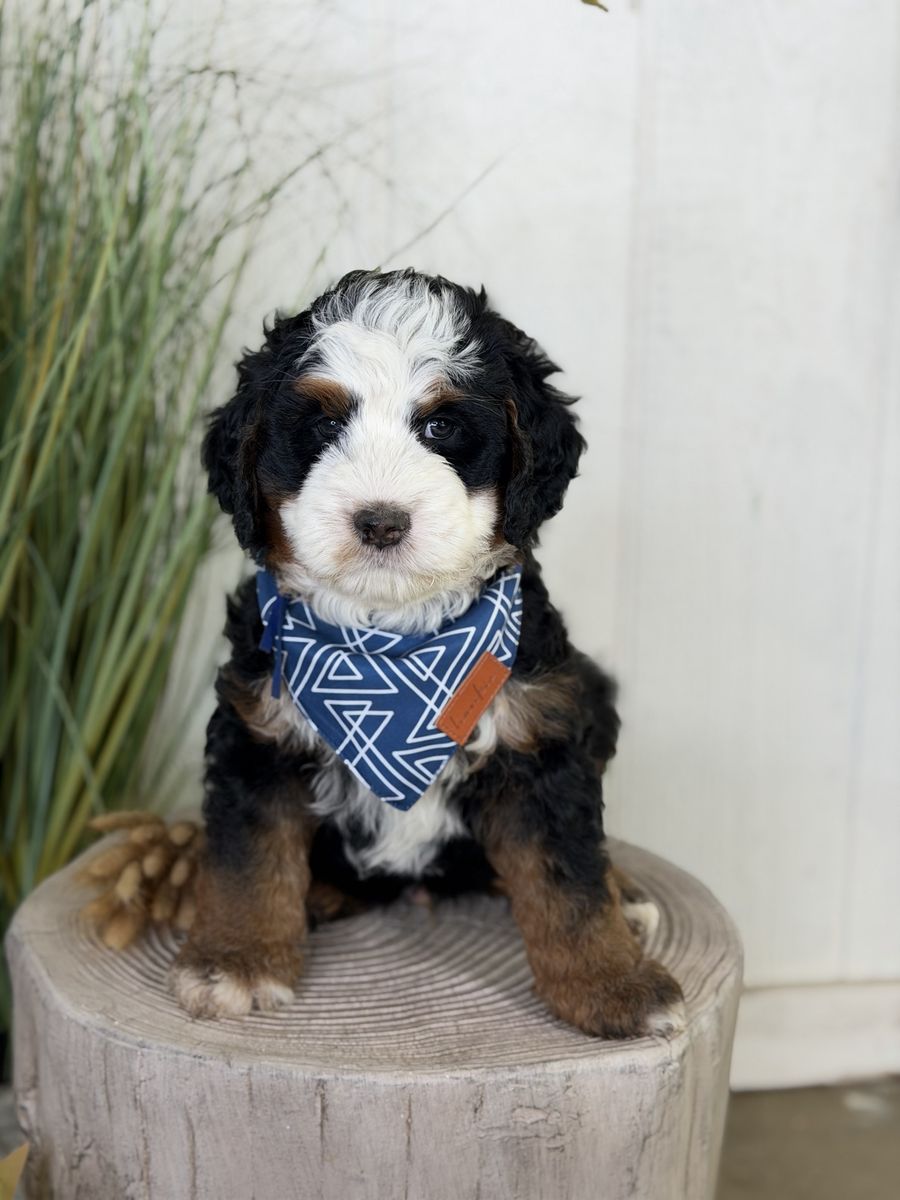 Bernedoodle puppies 