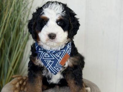 Bernedoodle puppies